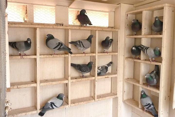 محل نگهداری کبوتر | نوین کبوتر