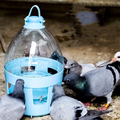 آبخوری کبوتر | نوین کبوتر
