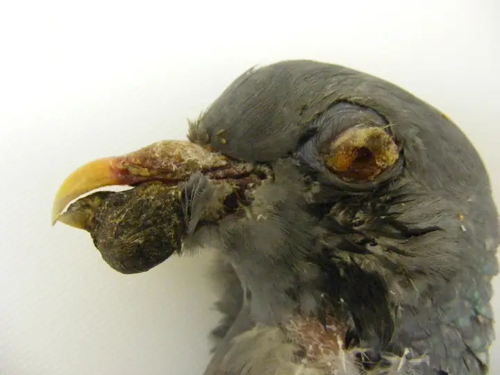 نشانه‌های آبله در کبوتر | نوین کبوتر