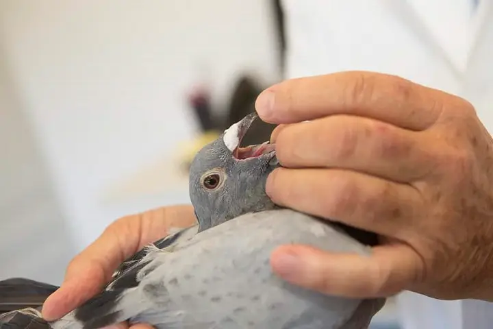 بیماری برونشیت عفونی در کبوتر | نوین کبوتر