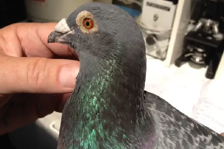تأثیرات بیماری اورنیتوز در کبوترها | نوین کبوتر