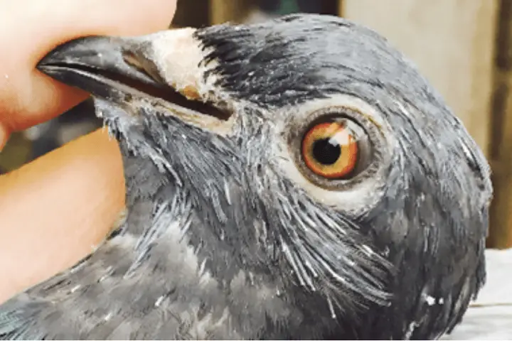 را‌ههای انتقال بیماری اورنیتوز یا کلامیدیوز در کبوترها | نوین کبوتر