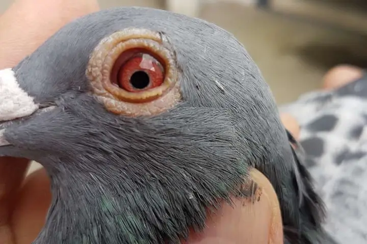 بیماری عفونی هرپس ویروس در کبوتر | نوین کبوتر