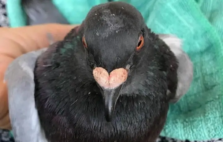 درمان بیماری اورنیتوز در کبوتر | نوین کبوتر