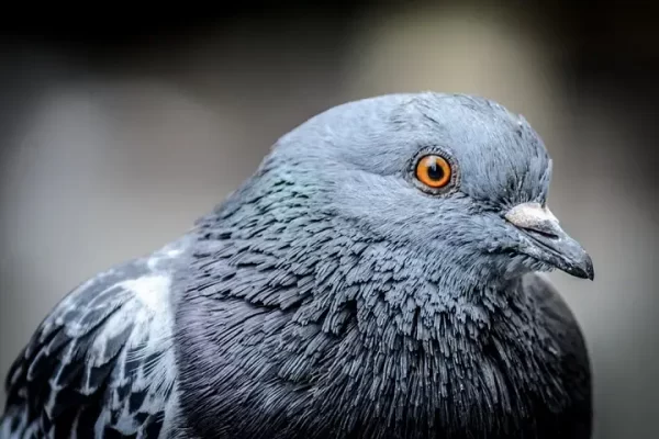 نشانه‌های بیماری اورنیتوز در کبوتر | نوین کبوتر
