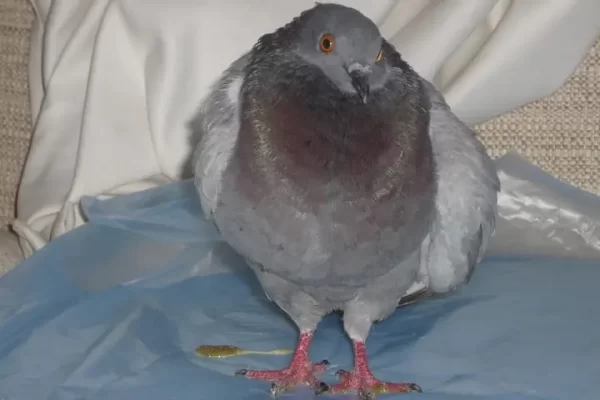 بیماری پاراتیفوئید در کبوترها | نوین کبوتر