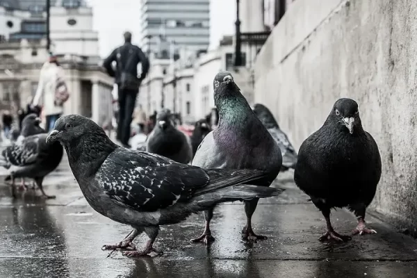 تاریخچه اهلی شدن کبوتر | نوین کبوتر